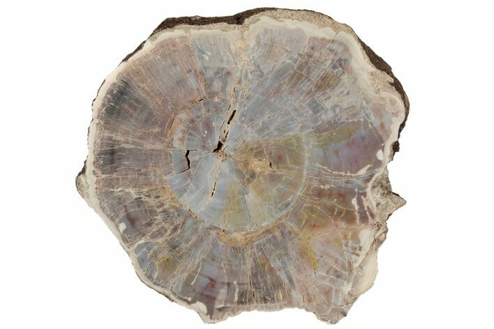 Polished, Petrified Wood (Araucarioxylon) Round - Arizona #193695